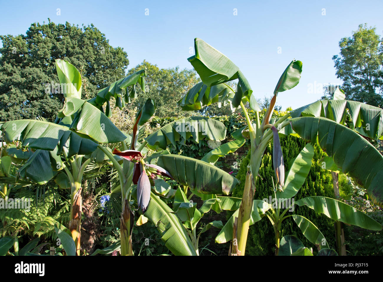Le banane in un giardino inglese... Foto Stock
