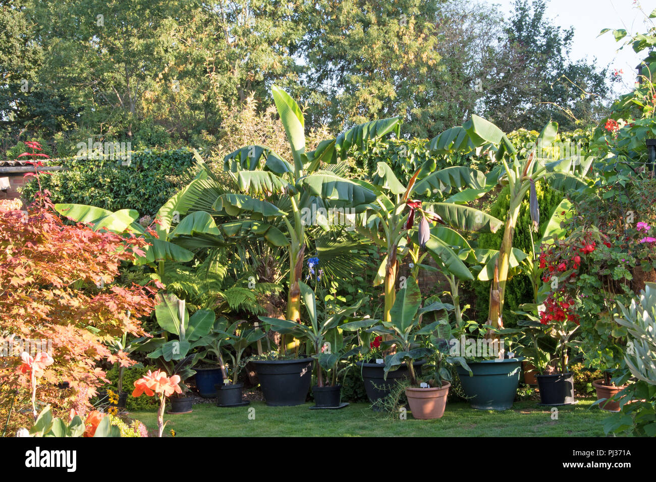 Le banane in un giardino inglese... Foto Stock