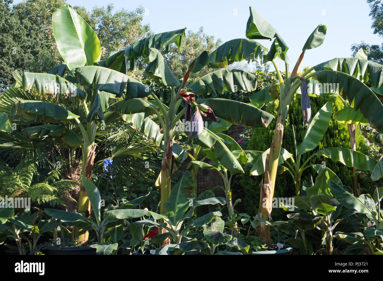Le banane in un giardino inglese... Foto Stock
