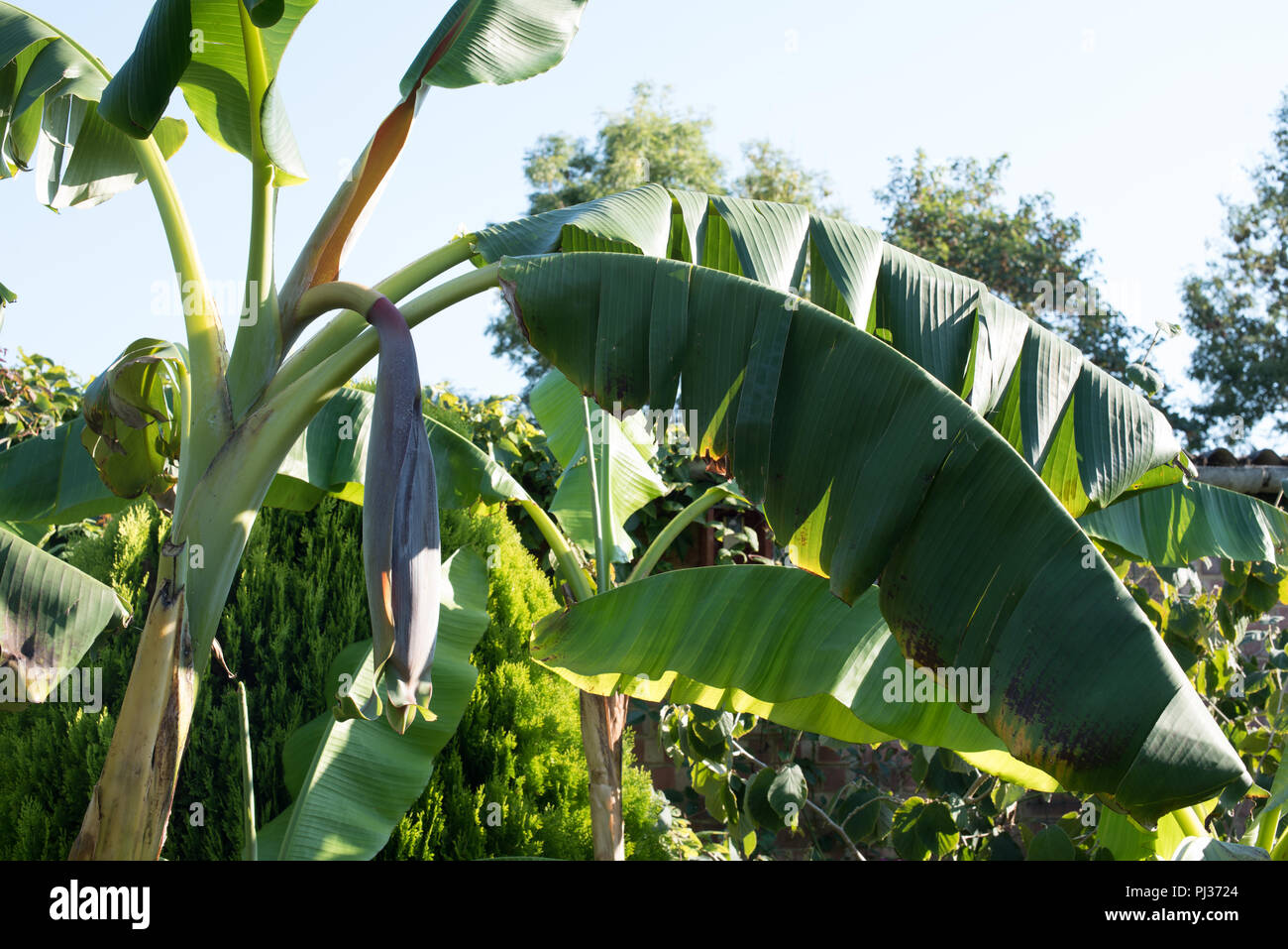 Le banane in un giardino inglese... Foto Stock