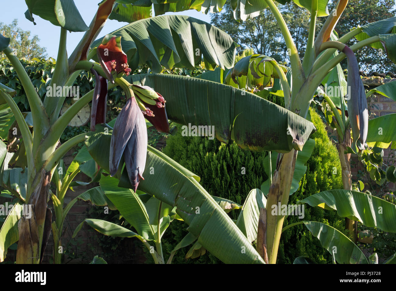 Le banane in un giardino inglese... Foto Stock