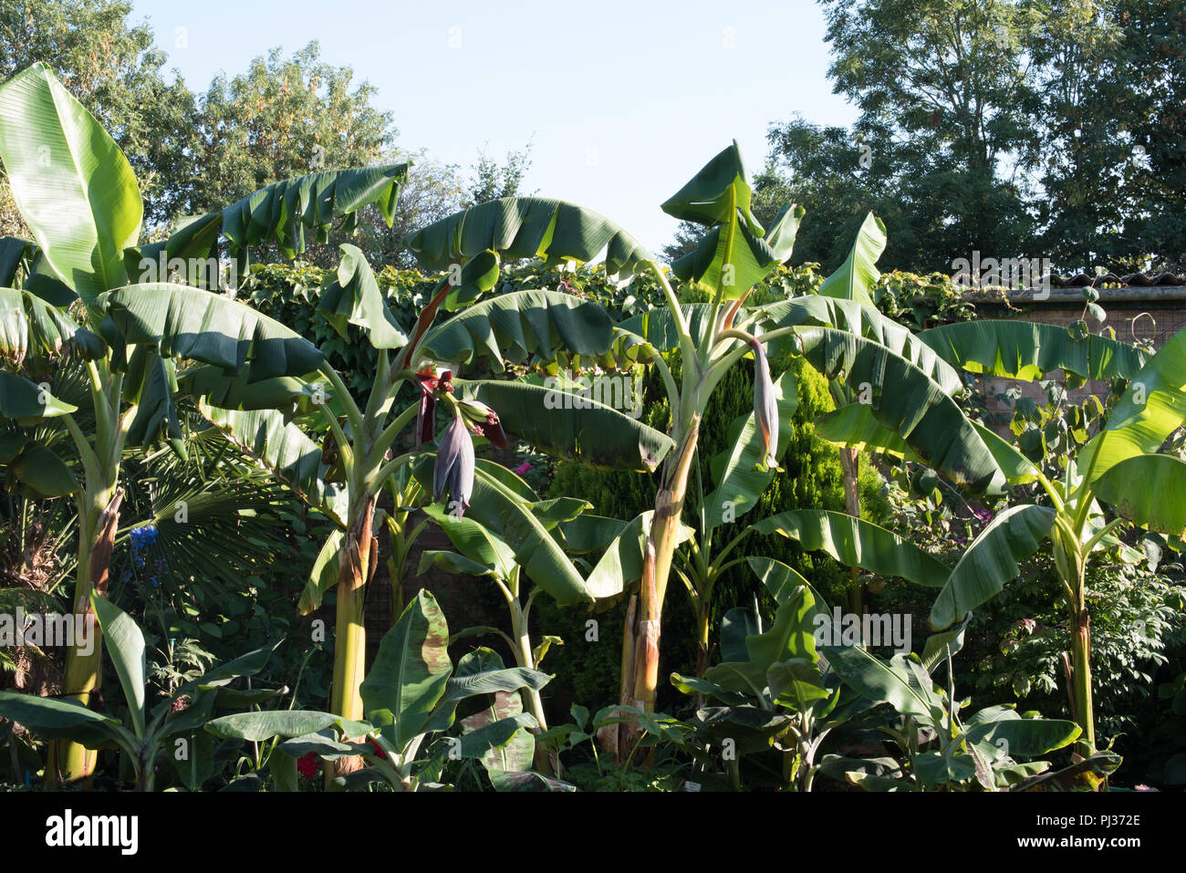 Le banane in un giardino inglese... Foto Stock