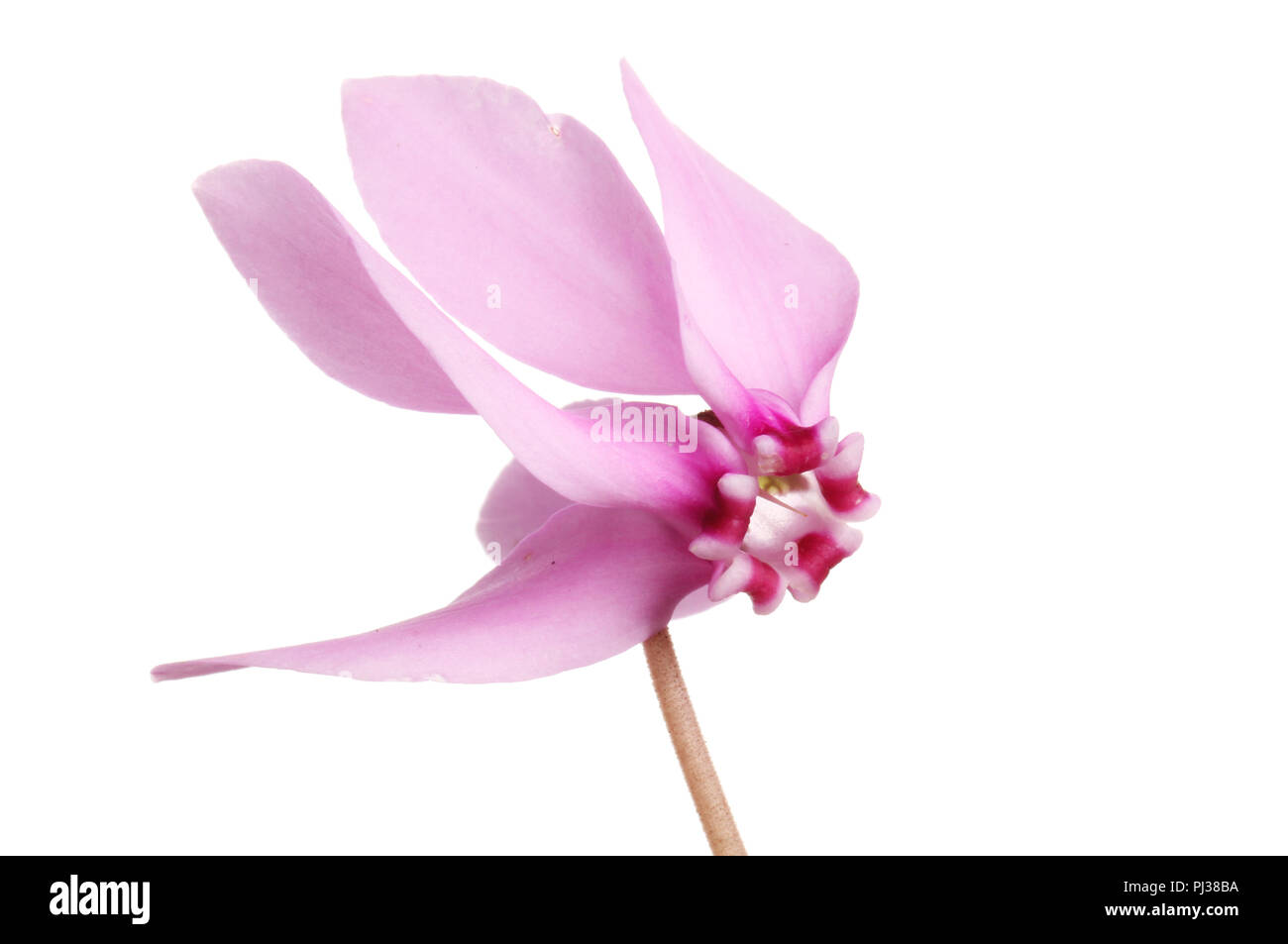 Magenta fiore ciclamino isolata contro bianco Foto Stock
