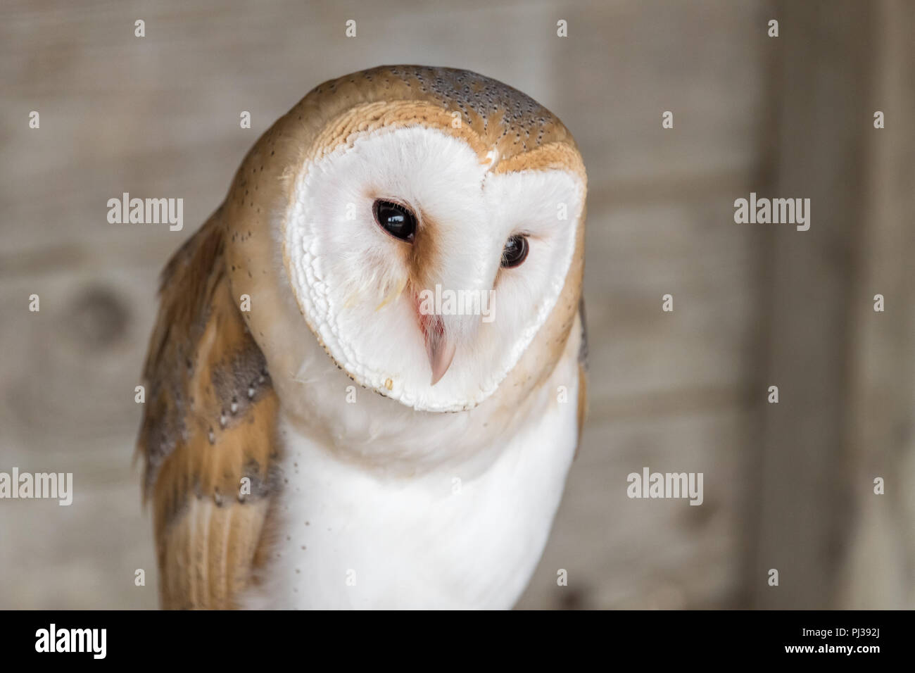 Il barbagianni in falconeria Foto Stock