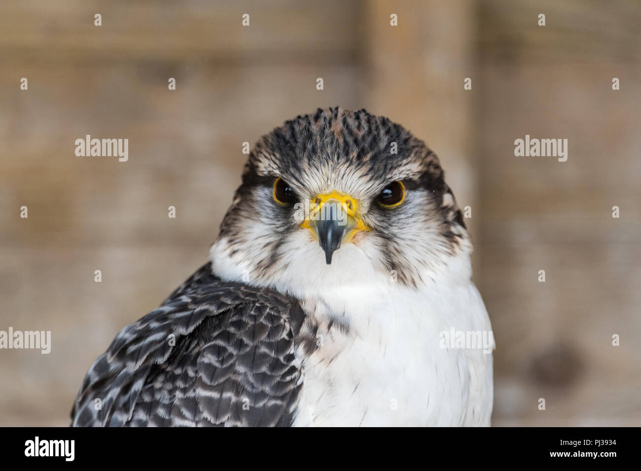 Raptor appollaiato in un centro di falconeria nel Regno Unito, mostra la potenza e la bellezza degli uccelli rapaci. Foto Stock