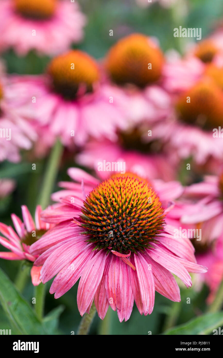 Echinacea purpurea potenza Papallo corallo rosso (Papallo serie) Foto Stock