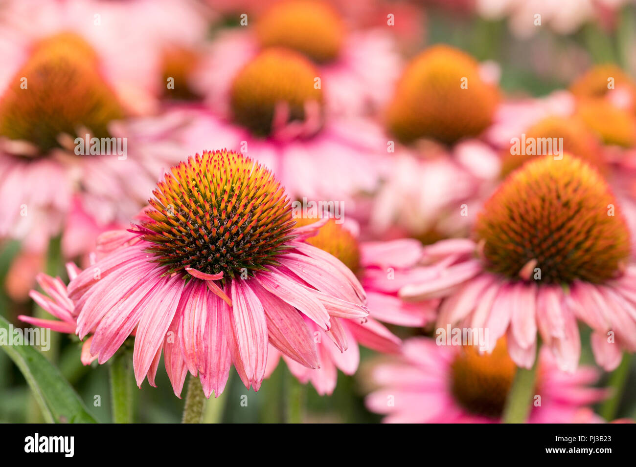 Echinacea purpurea potenza Papallo corallo rosso (Papallo serie) Foto Stock