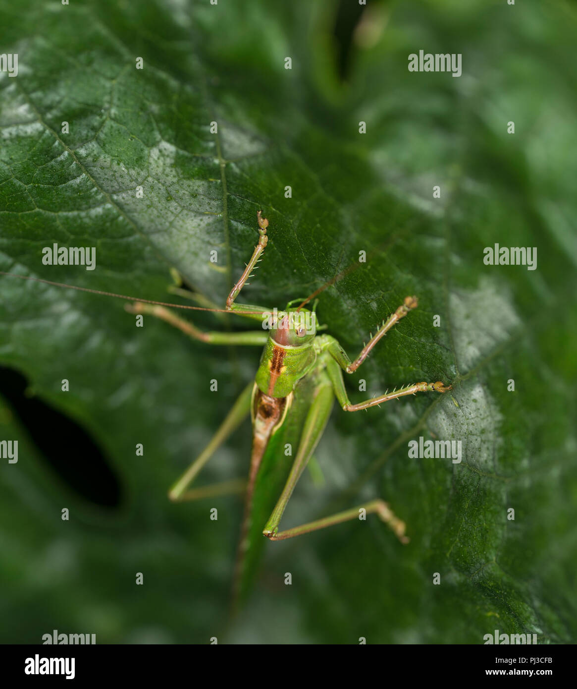 Grande macchia verde cricket seduto sul bordo di una foglia verde Foto Stock