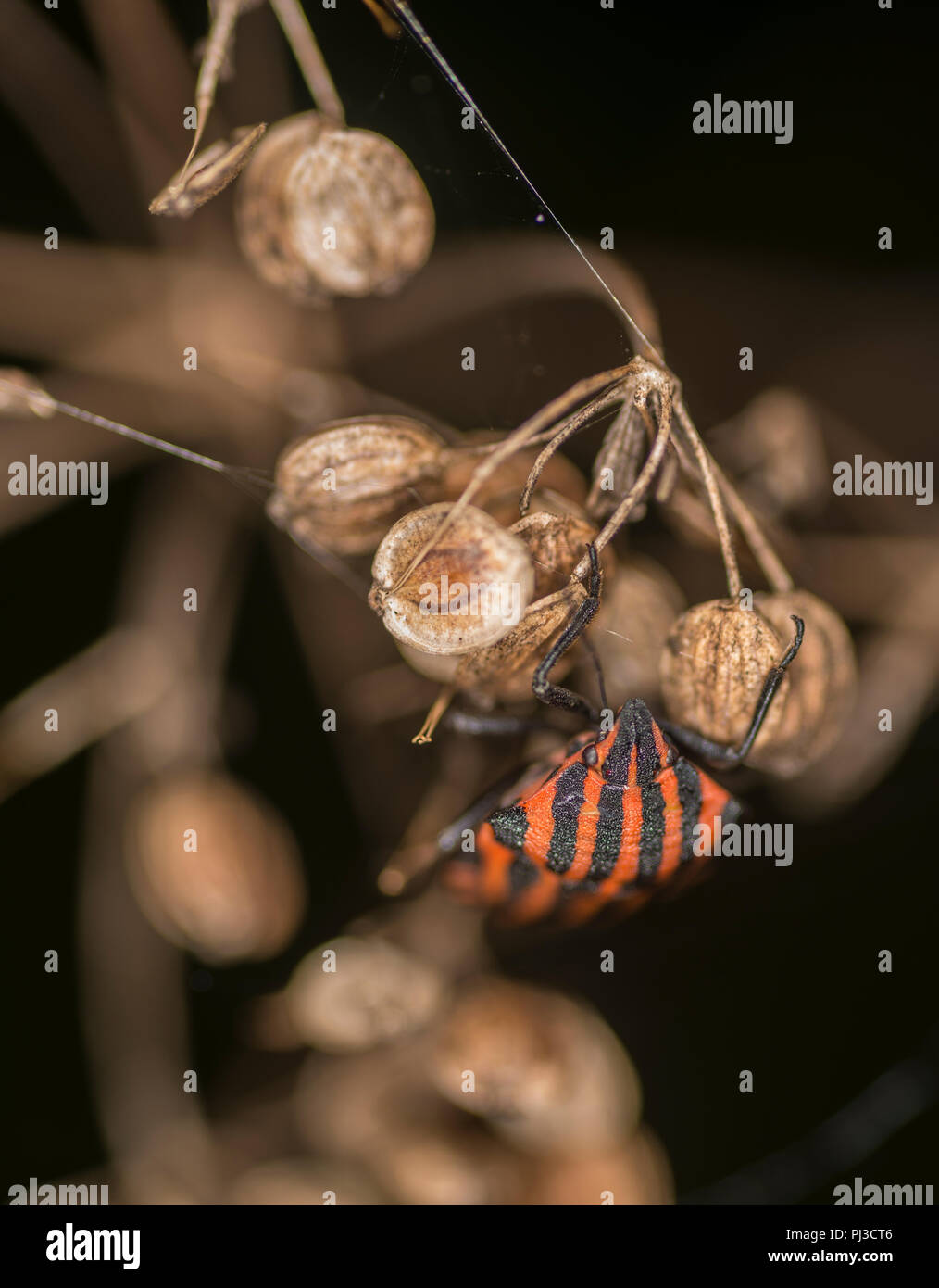 Menestrello bug sulla foglia di una pianta Foto Stock