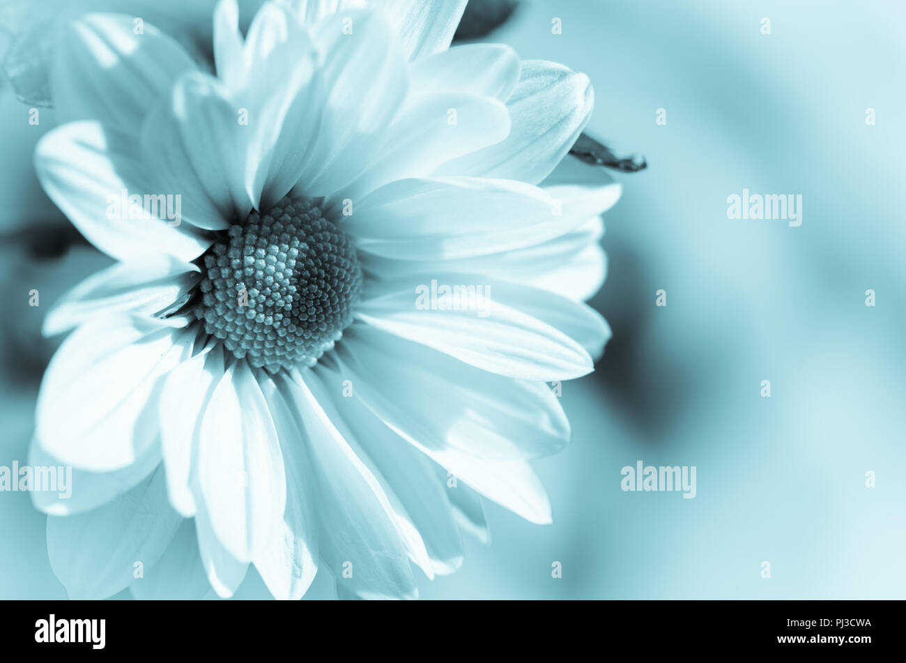 Dettaglio del crisantemo petalo di fiore Foto Stock