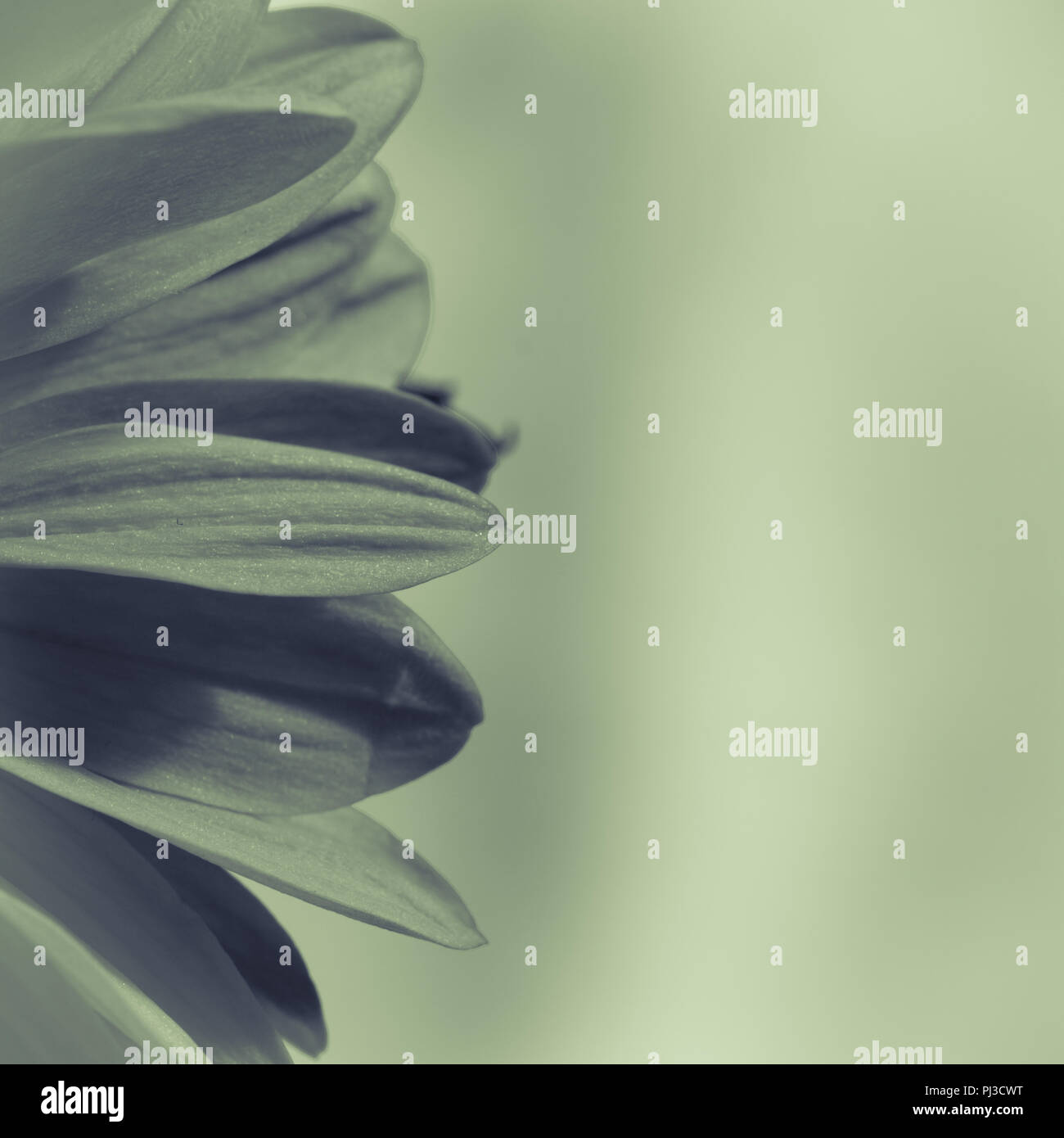 Dettaglio del crisantemo petalo di fiore Foto Stock