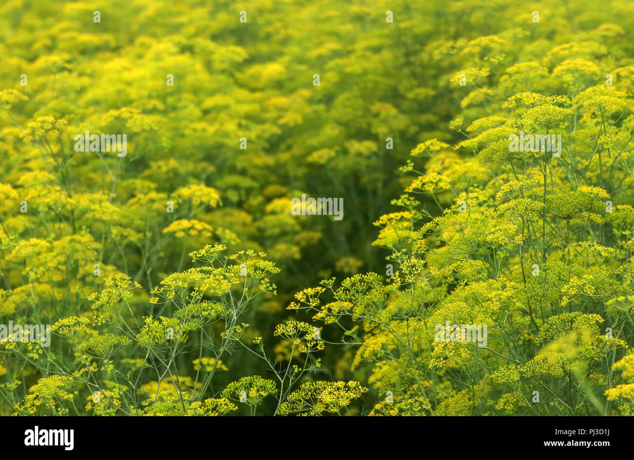 Fiori di Finocchio in un campo di coltivazione ouddoor Foto Stock