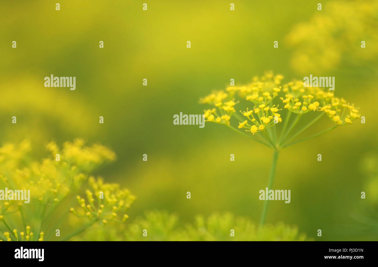 Fiori di Finocchio in un campo di coltivazione ouddoor Foto Stock