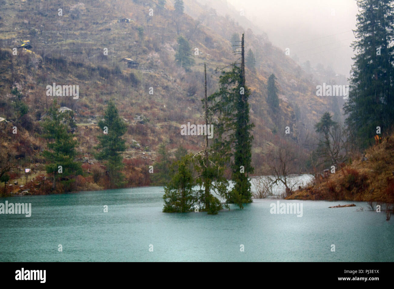 L'Himalayan firs (Abies spectabilis) e himalayana abete (picea morinda) in acqua. Incredibile foreste allagate. Alberi salire dal lago, diluvio. Insolito Himal Foto Stock