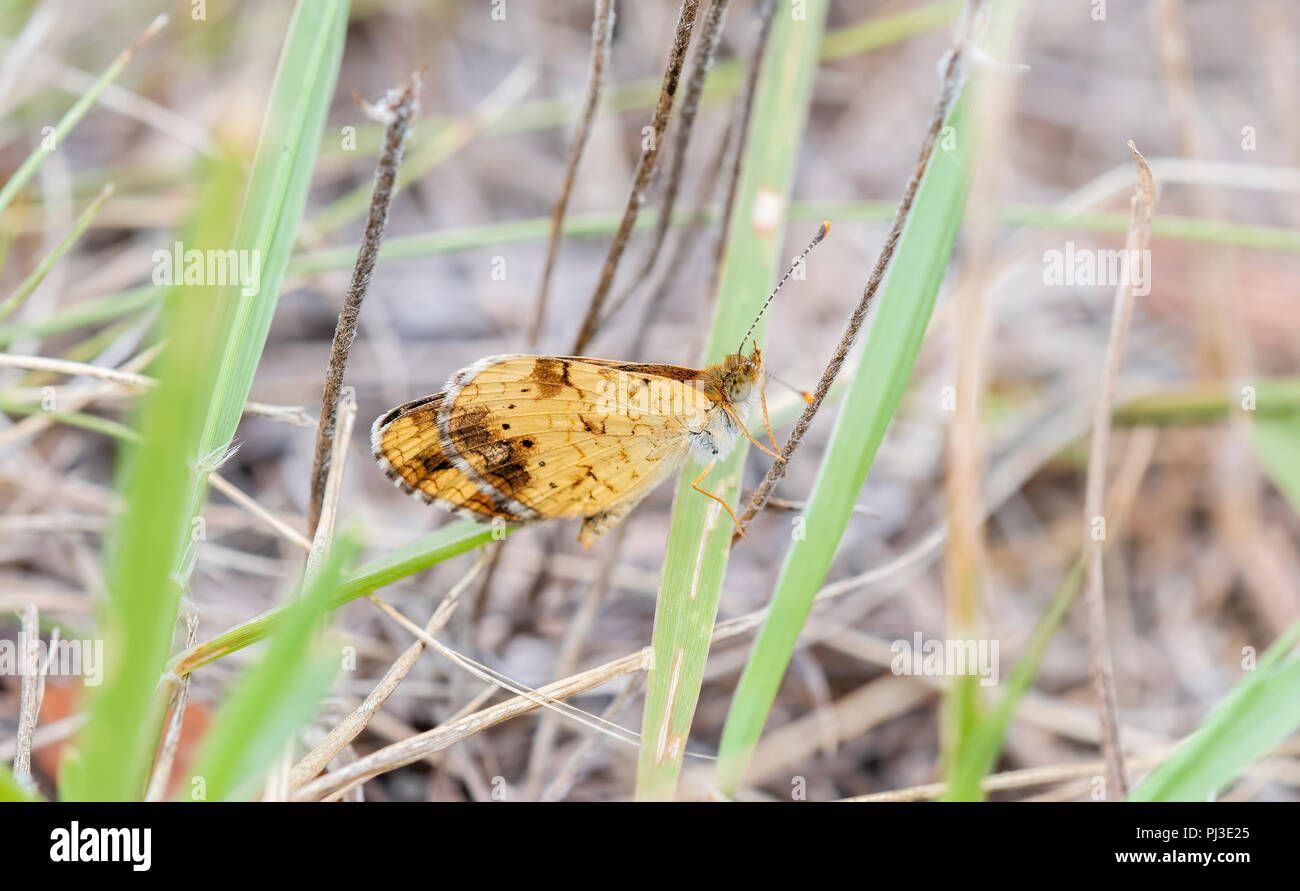 Pearl Crescent Butterfly (Phyciodes tharos) arroccato su Thistle in Colorado orientale Foto Stock