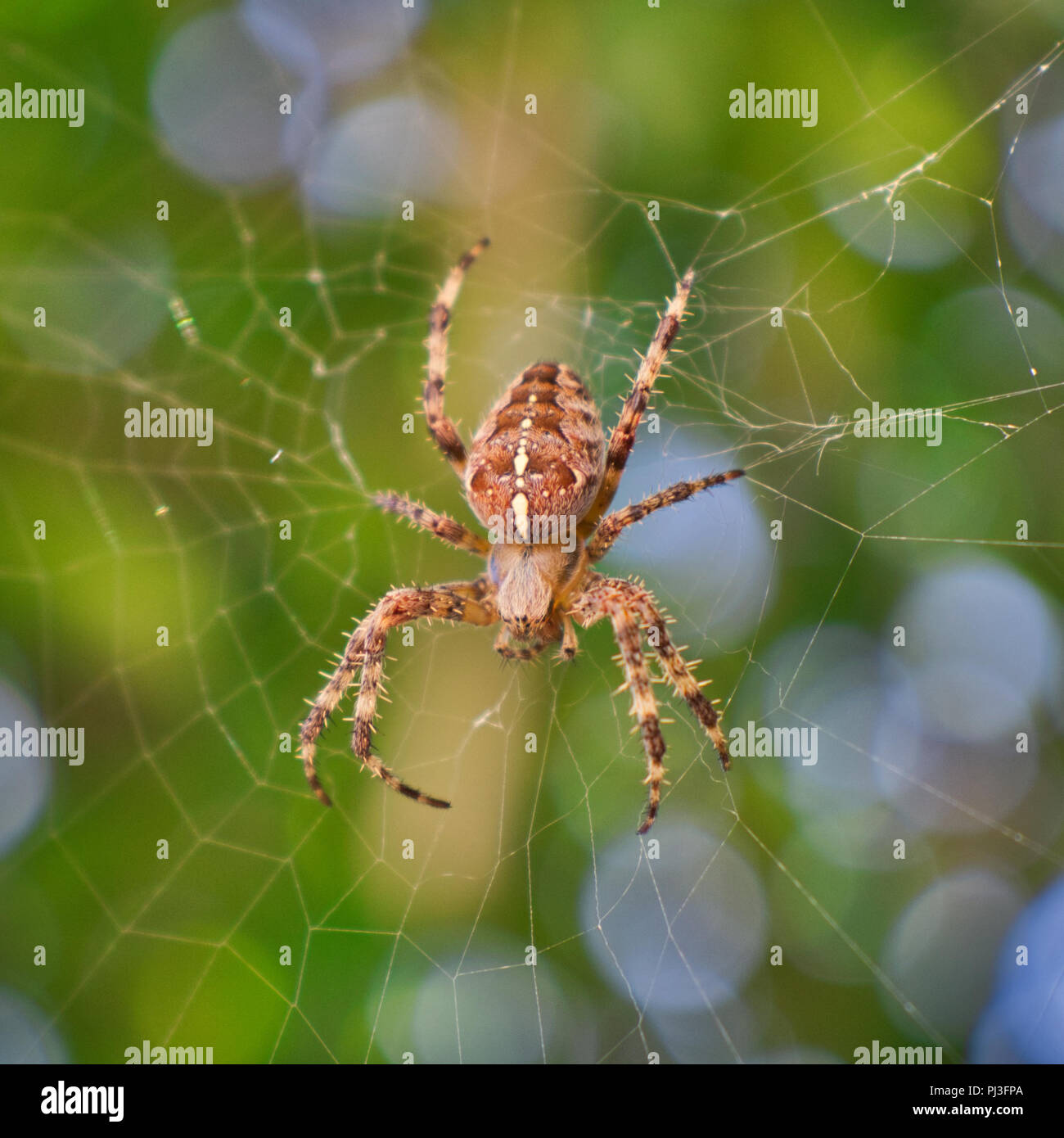 Giardino europeo Cross spider (Araneus diadematus) close up Foto Stock