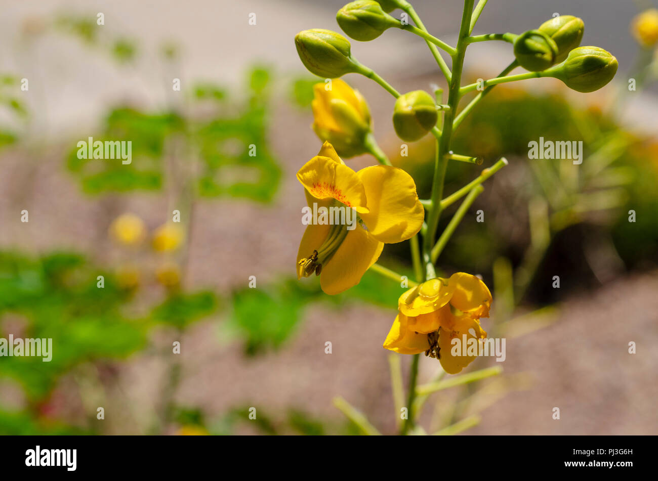 Il giallo dei fiori e boccioli closeup. Foto Stock