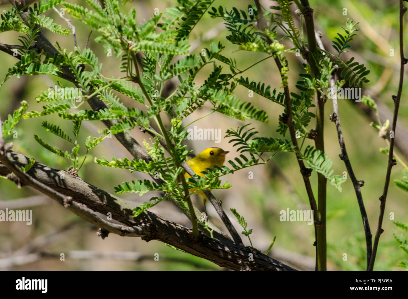 Piccolo uccello giallo impostazione nel deserto verde cespugli. Foto Stock