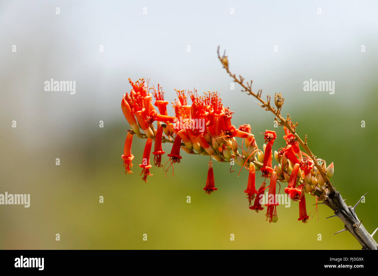 Vista dettagliata del rosso arancio fiori tubolare sulla fine del cactus Foto Stock