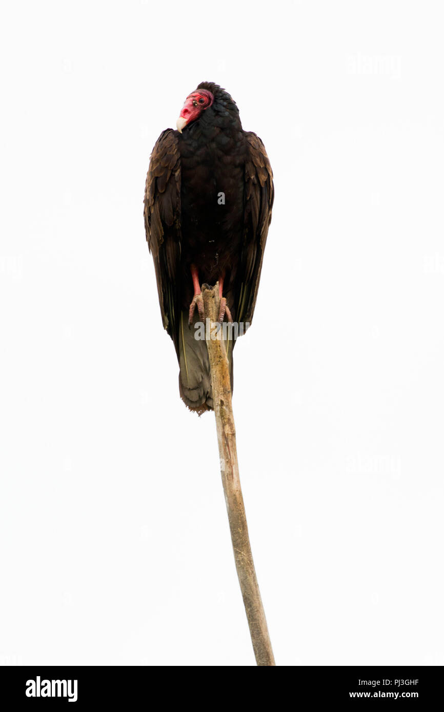 La Turchia vulture, EE Wilson Area faunistica, Oregon Foto Stock