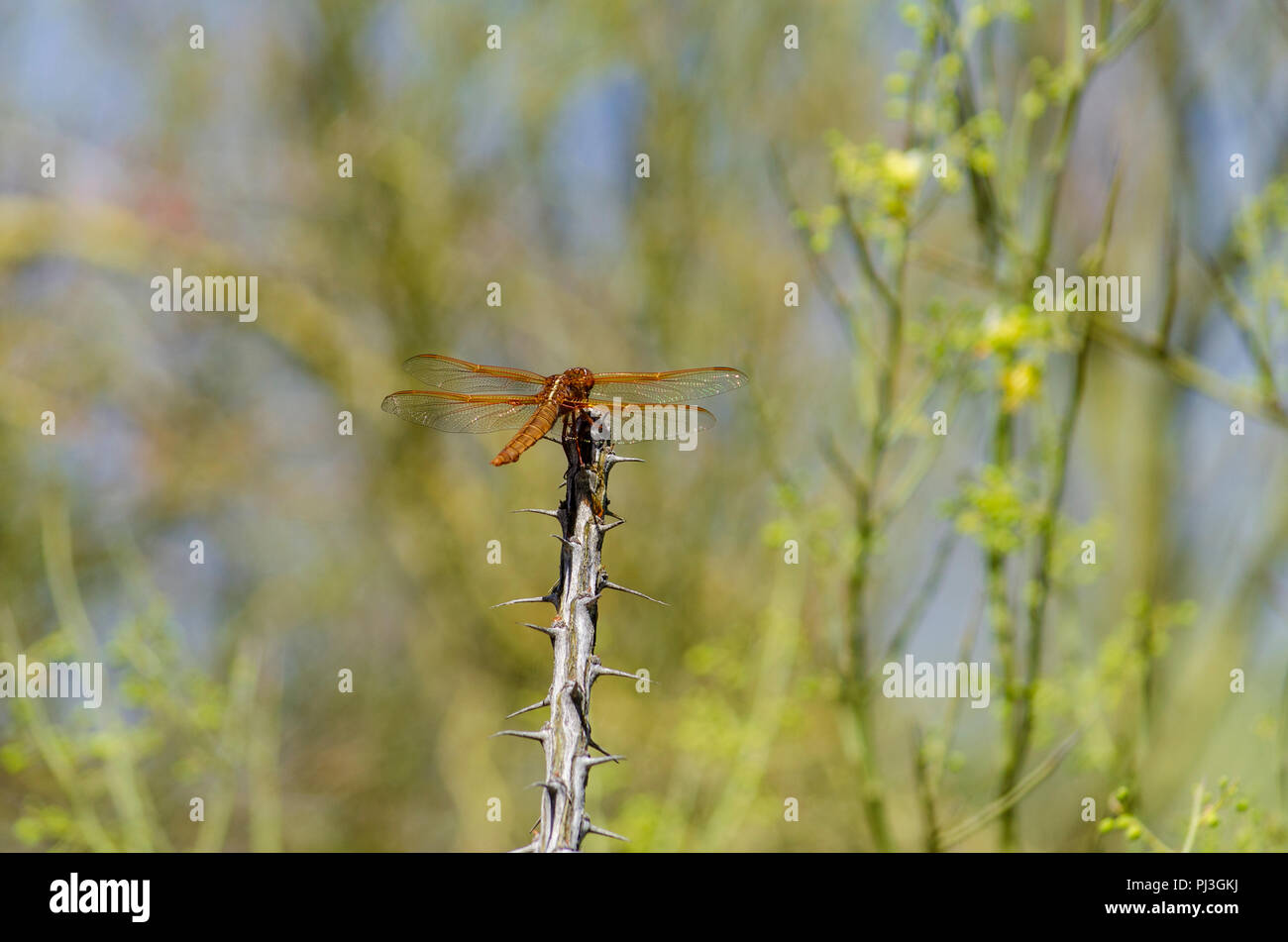 Arancione dragonfly impostazione su un ramo. Foto Stock