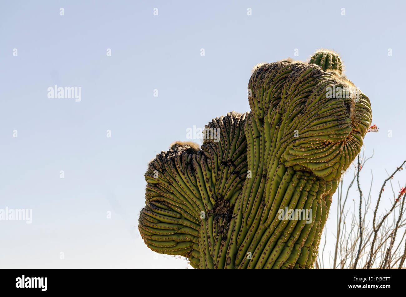 Crested cactus Saguaro contro un cielo blu. Foto Stock