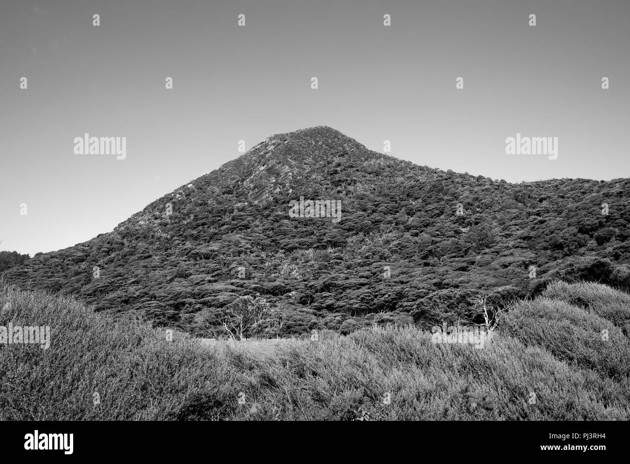 Auckland, Nuova Zelanda Foto Stock
