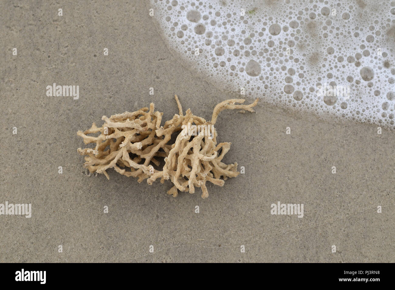 Dead Coral Reef sulla spiaggia sabbiosa Foto Stock