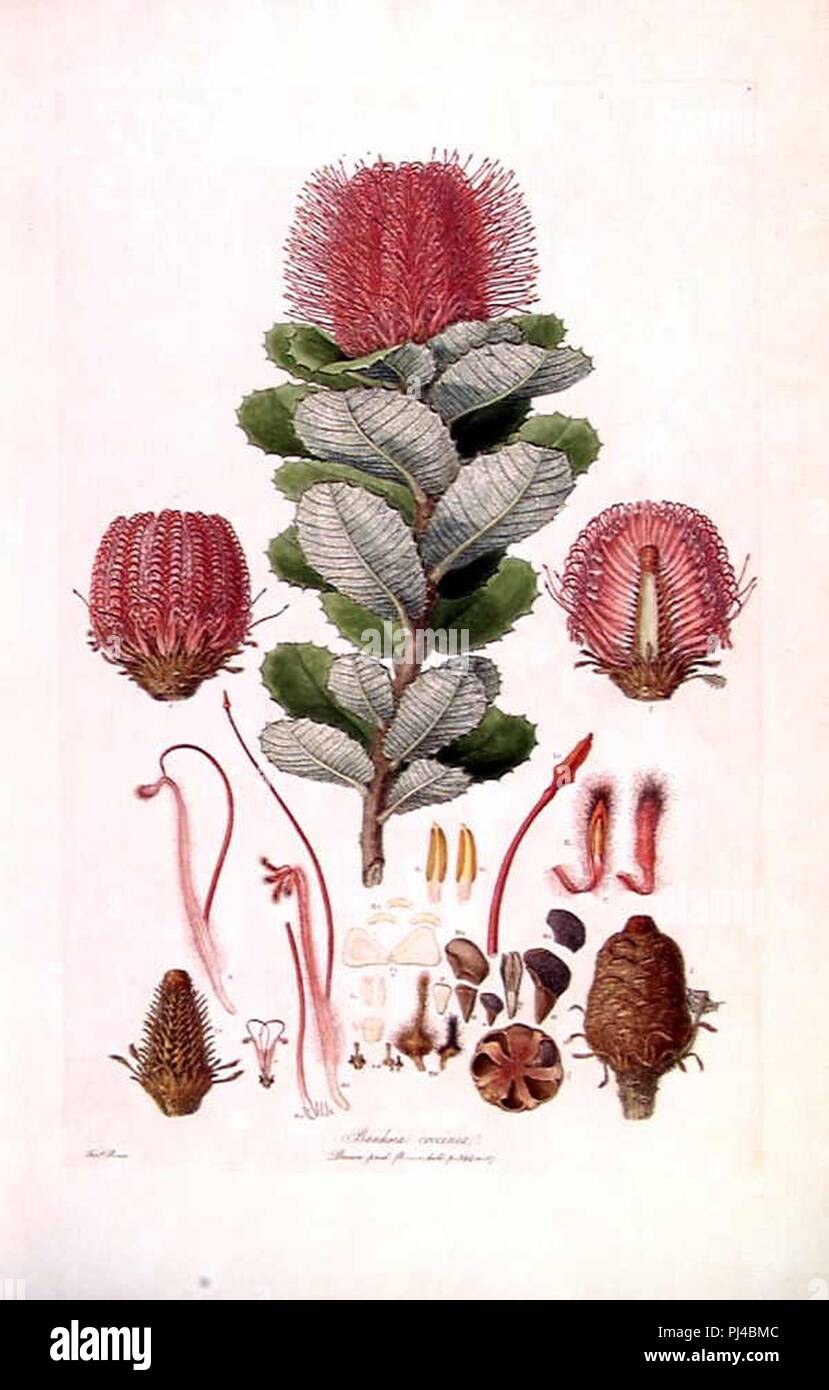 Banksia coccinea (Illustrationes Florae Novae Hollandiae piastra 3). Foto Stock