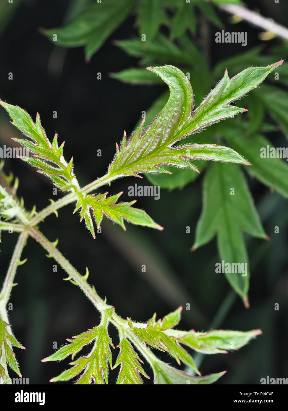 Wild Rubus laciniatus (evergreen blackberry) lascia nello stato di Washington, USA Foto Stock