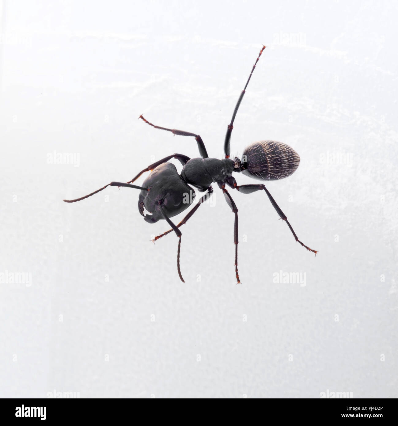 Carpenter ant, Camponotus vagus, operaio sul bianco. Foto Stock