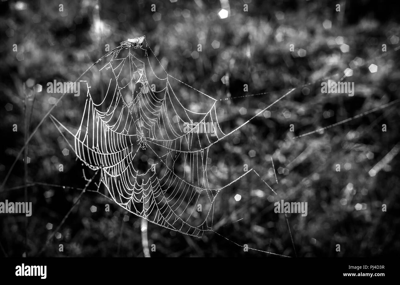 Sui gambi di erba si allunga web con gocce di rugiada. Presentato close-up. Immagine in bianco e nero Foto Stock