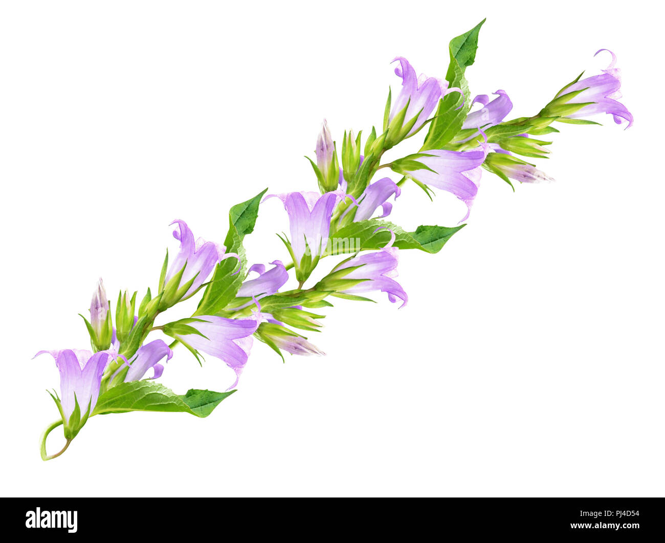 Ciuffi con fiori campanula ina disposizione linea isolata su bianco. La Campanula. Foto Stock