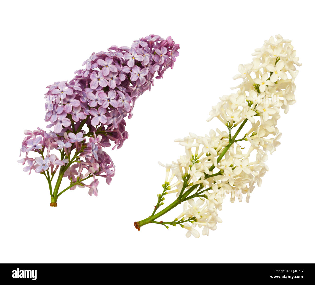 Set di fiori lilla isolato su bianco Foto Stock