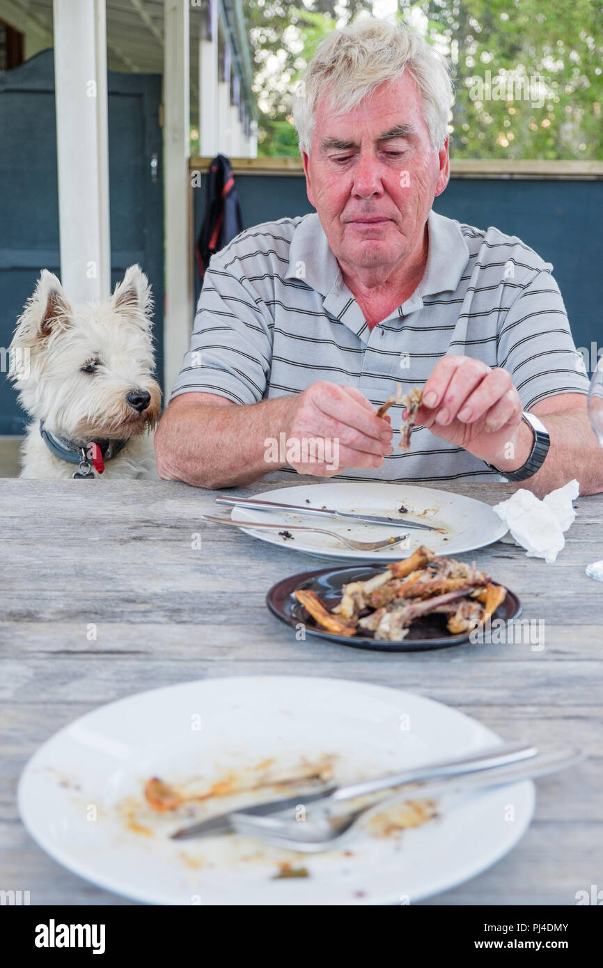 West Highland terrier westie cane guardando pensionati uomo caucasico pick a ossa dopo il pasto Foto Stock