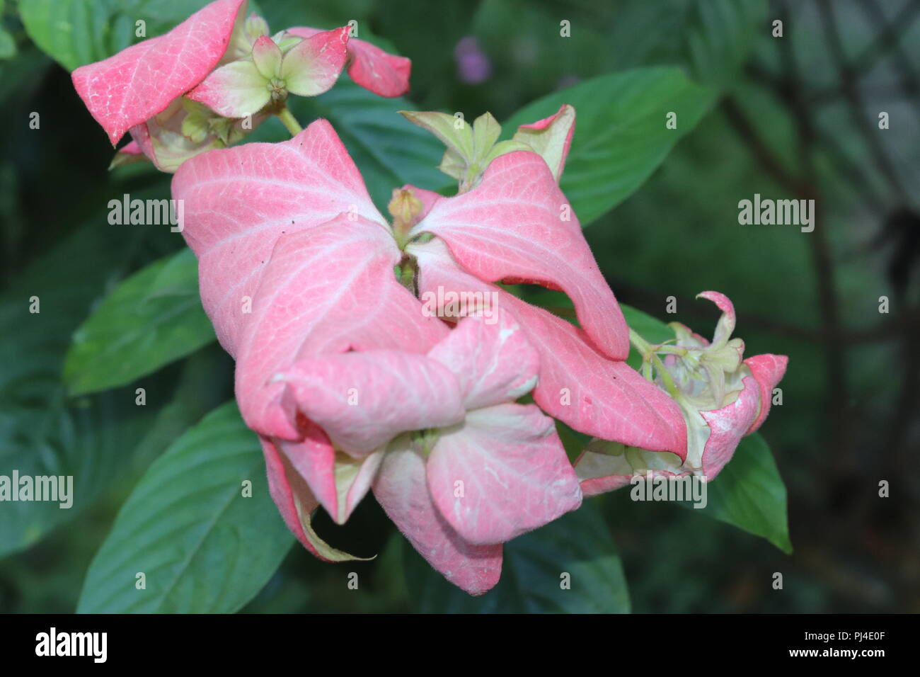 Colore rosa fiore sulla sfocatura dello sfondo con foglie.incredibilmente belle foto di fiori. Foto Stock