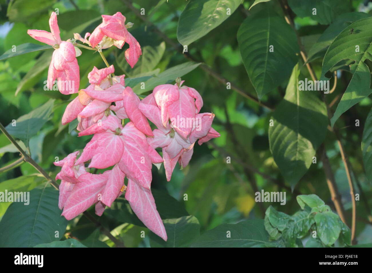 Colore rosa fiore sulla sfocatura dello sfondo con foglie.incredibilmente belle foto di fiori. Foto Stock