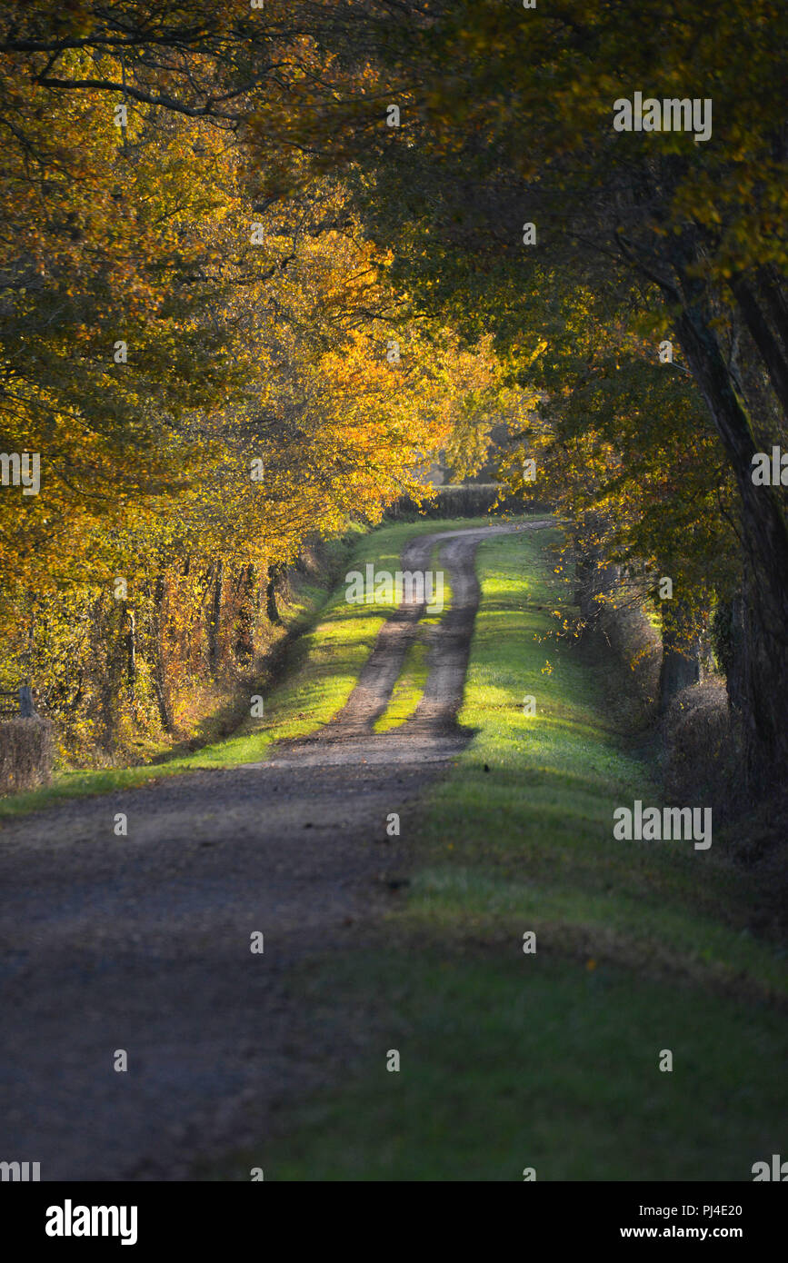 Charolles, (Borgogna, centro-est della Francia) paesaggio autunnale di un paese percorso, in un sottobosco in Charolais' campagna. Foto Stock