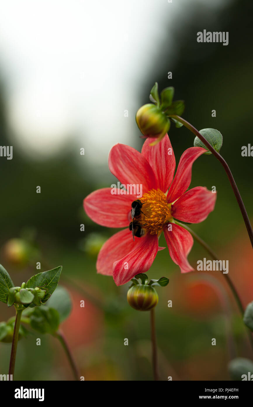 Fioritura dalie singolo con un'ape Foto Stock