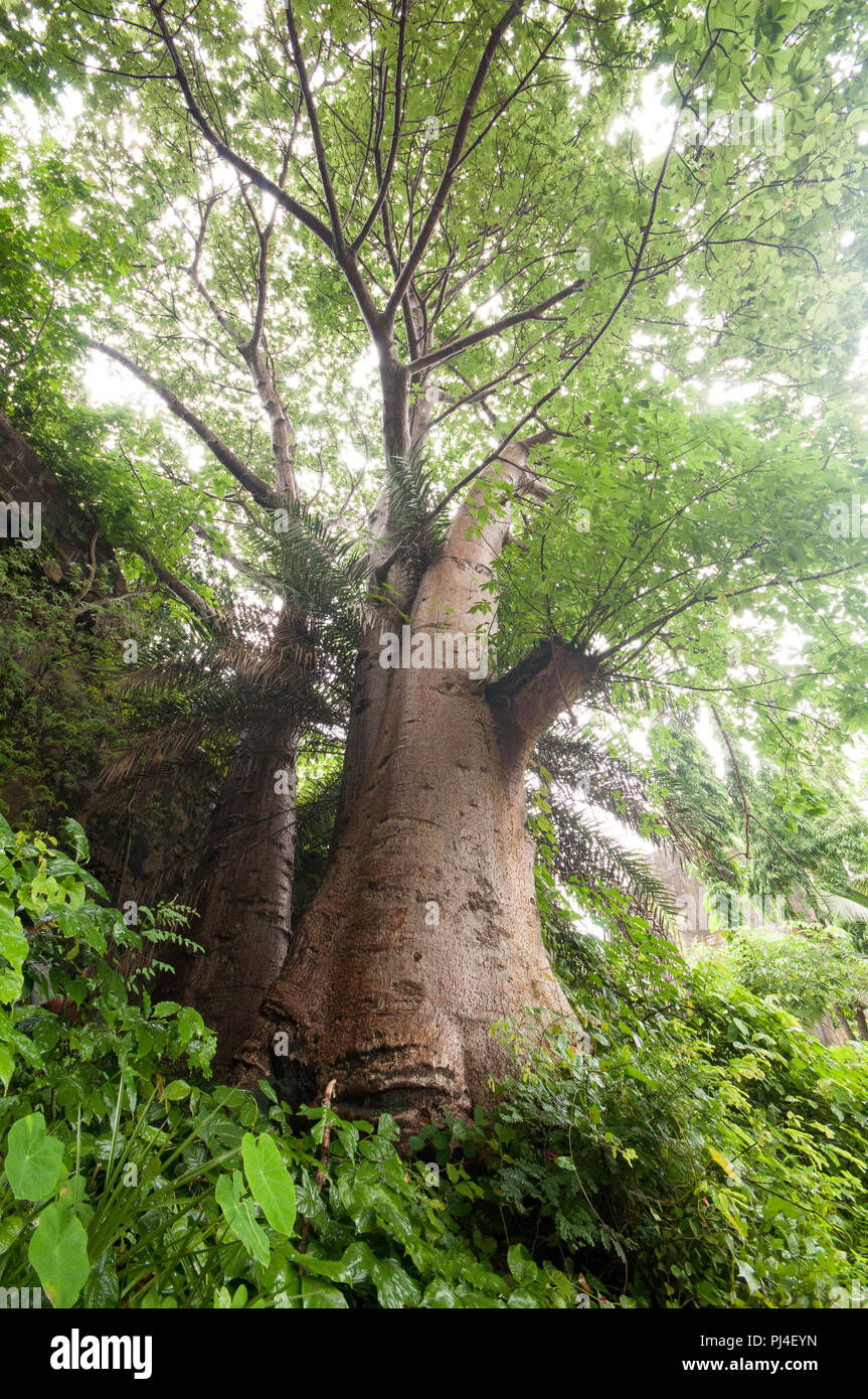 Cluster di tre giganteschi alberi di Boabab shot con un obiettivo grandangolare vicino a Vasai Fort, Mumbai la struttura ad albero di steli sono fusi. Foto Stock