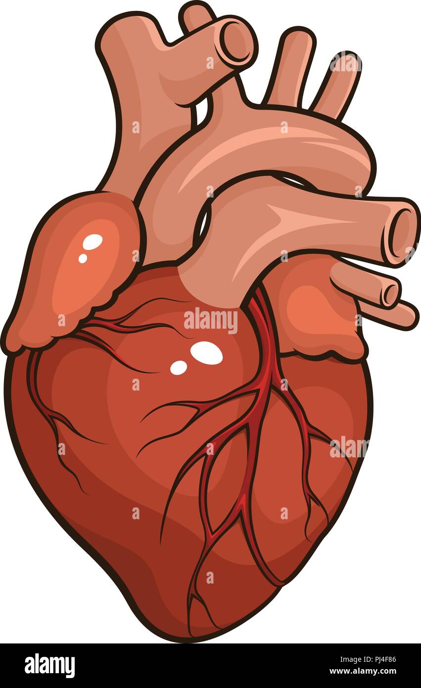 Illustrazione vettoriale di un cuore umano isolato su uno sfondo bianco Illustrazione Vettoriale