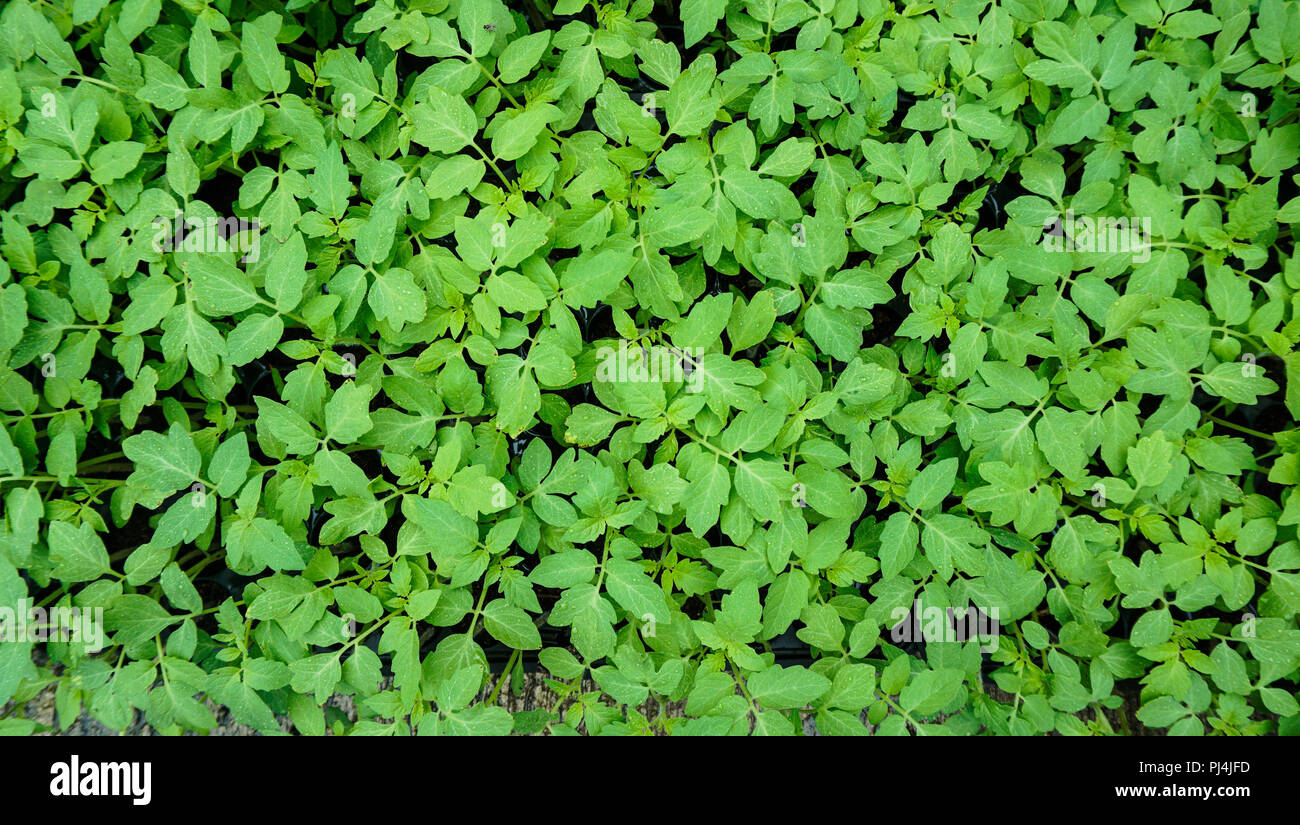 Le piantine di pomodoro sul vassoio vista superiore Foto Stock