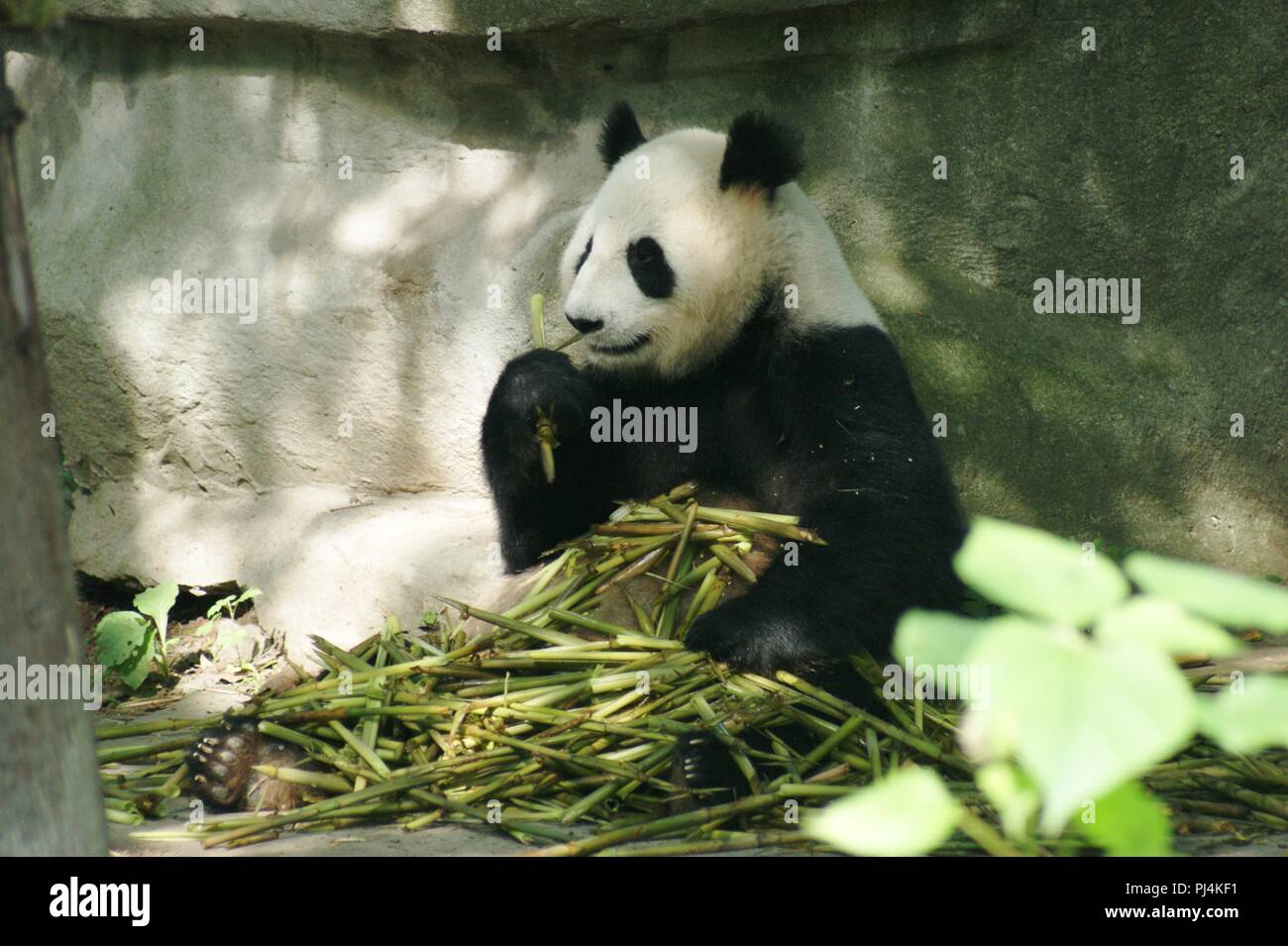 Panda gigante a Chengdu Panda Santuario, Chengdu Cina Foto Stock