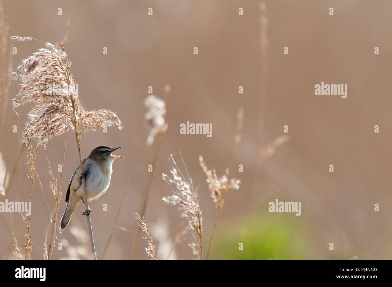 Sedge trillo (Acrocephalus schoenobaenus) - Canto - Baia di Somme - Francia Phragmite des Joncs Foto Stock