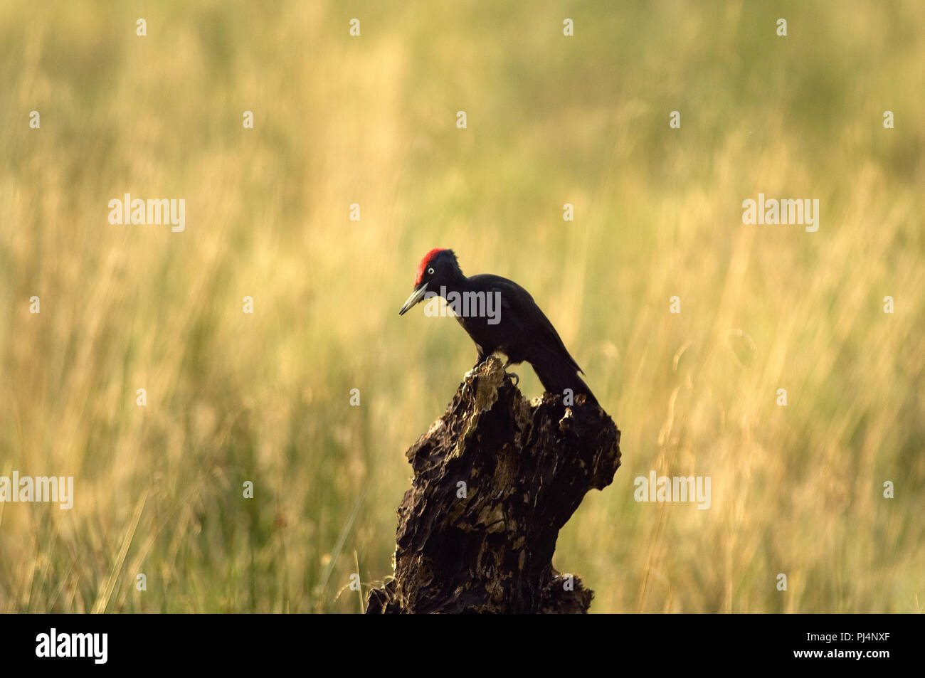 Picchio nero (Dryocopus martius) Pic noir Foto Stock