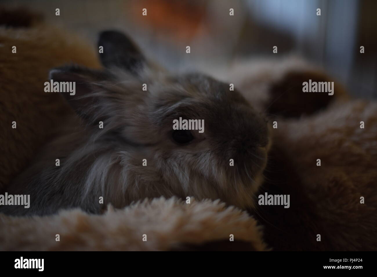 X Lionhead dwarf rabbit snuggling con cane di peluche Foto Stock
