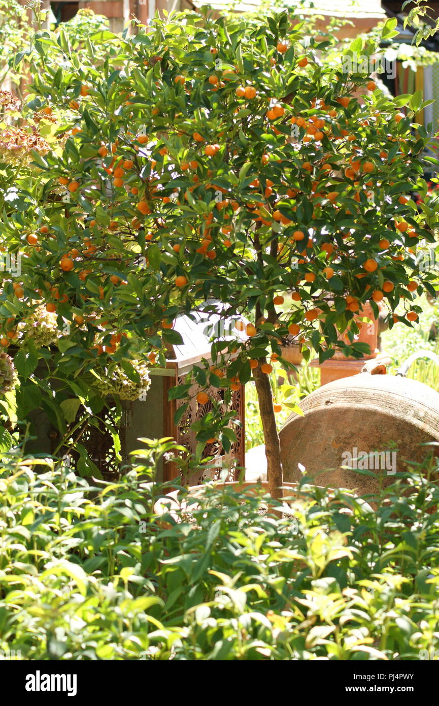 Oranger dans la lumière du soir au Jardins Secrets, arancio nella luce della sera nei giardini segreti, Orangenbaum im Abendlicht in den geheimen Foto Stock
