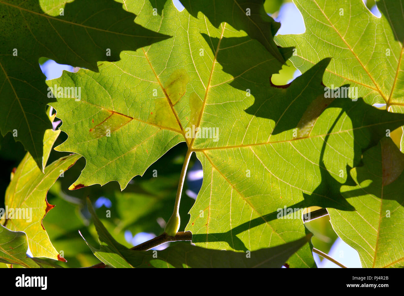 Londra planatree - foglia (Platanus hybrida) Platane -"feuille Foto Stock