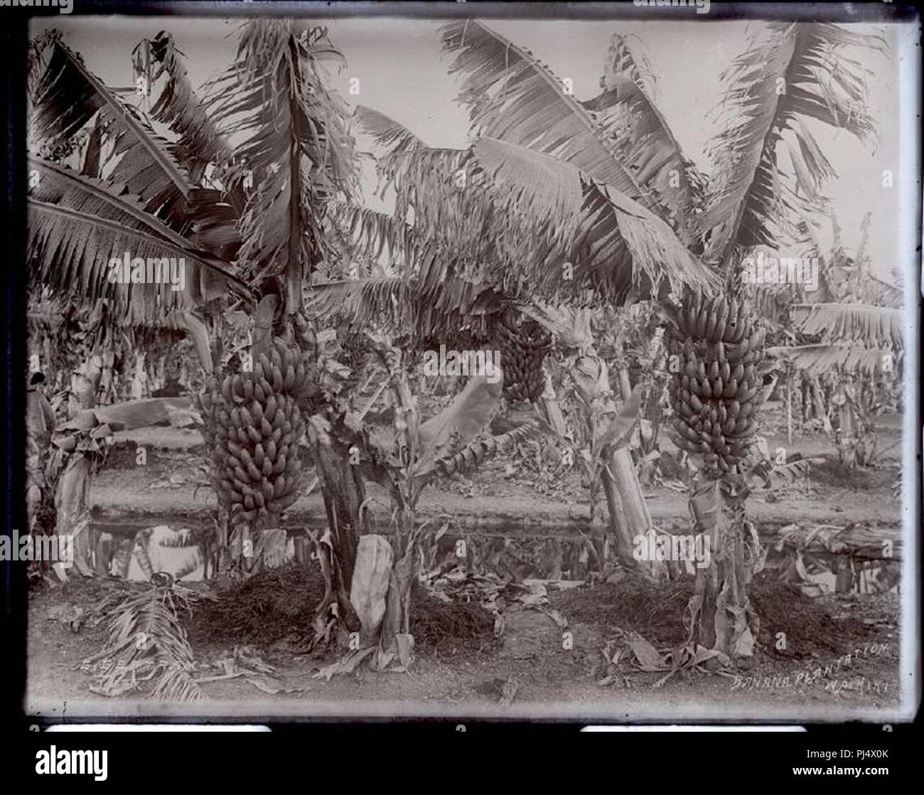 Piantagione di banane (7) Foto Stock