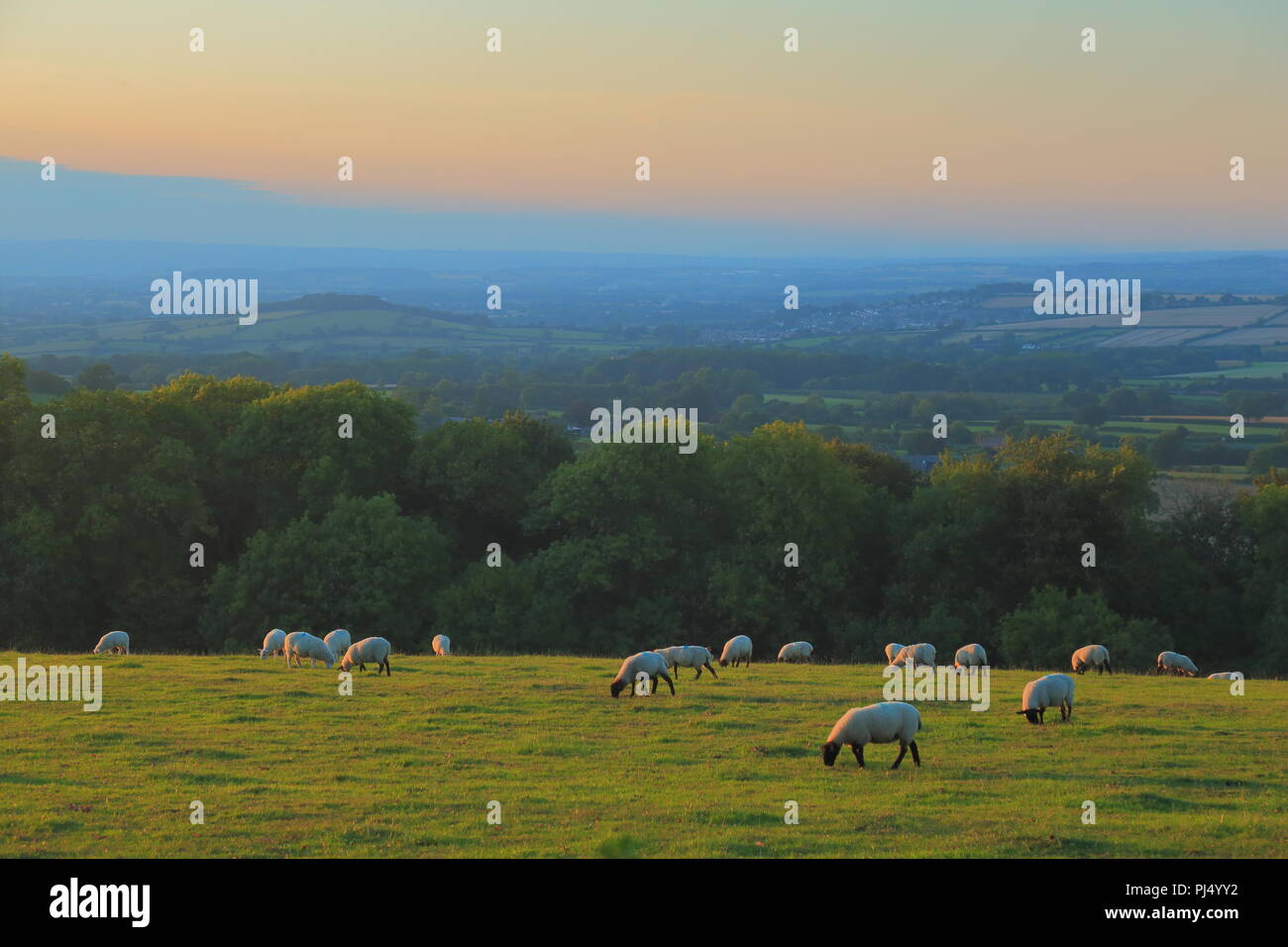 Gregge di pecore sul terreno coltivato in Somerset Foto Stock